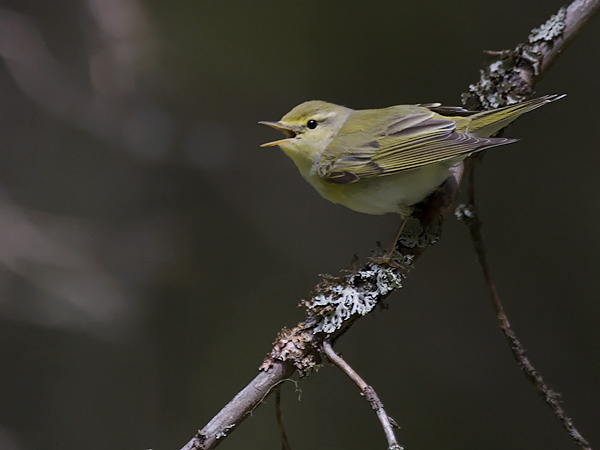 Sirittäjä, Wood Warbler, Phylloscopus sibilatrix
